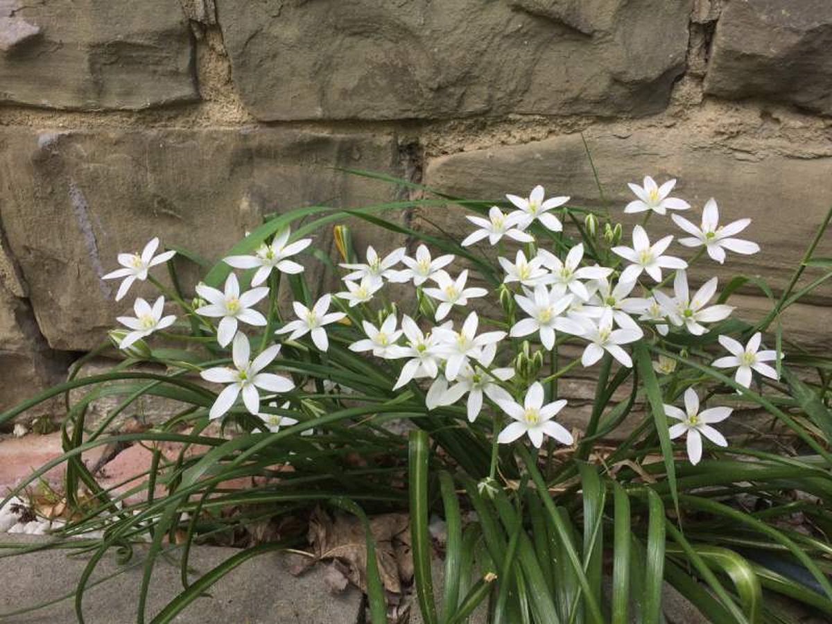 Necesita de cuatro o seis horas de luz solar diaria