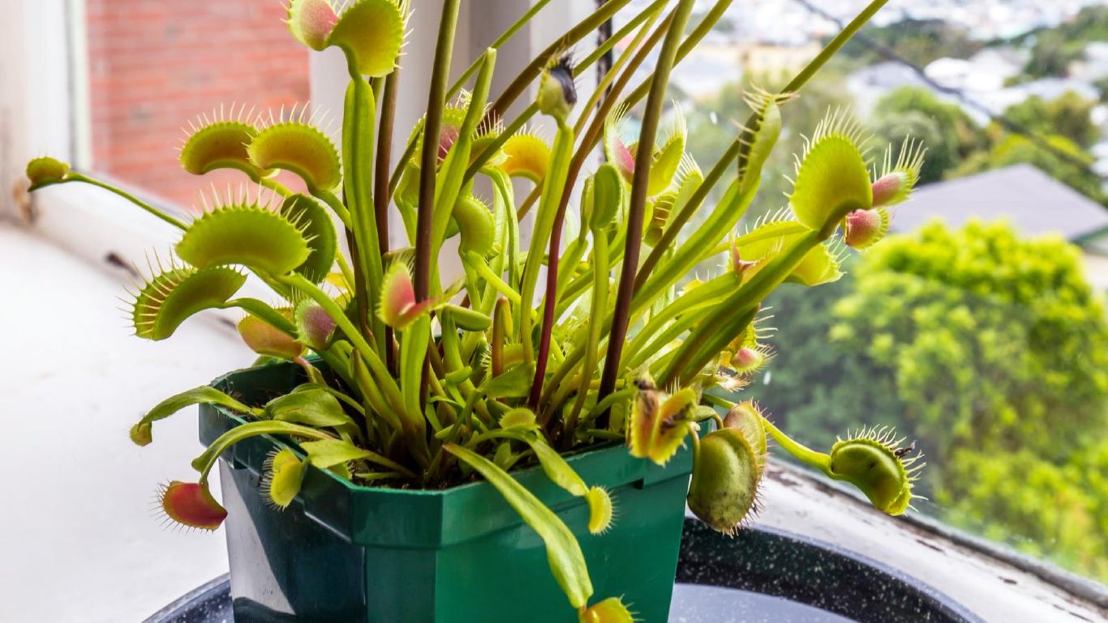 Dionaea muscipula planta de interior