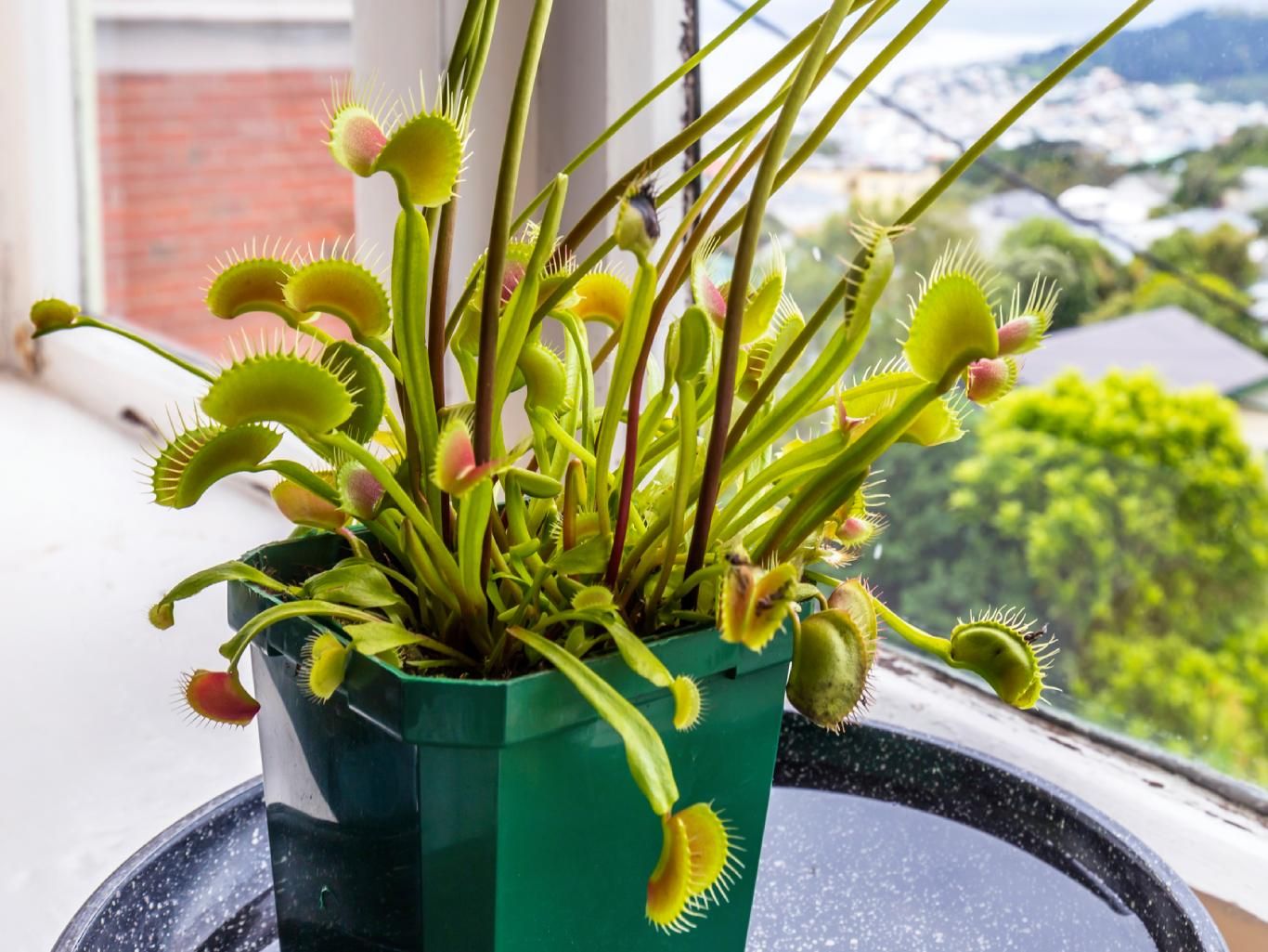 Dionaea muscipula planta de interior