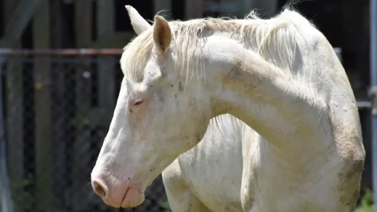 animales albinos caballo