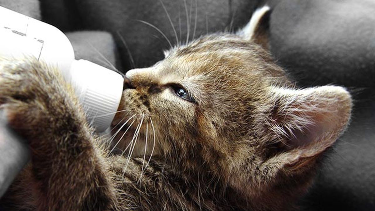 gatito biberon3