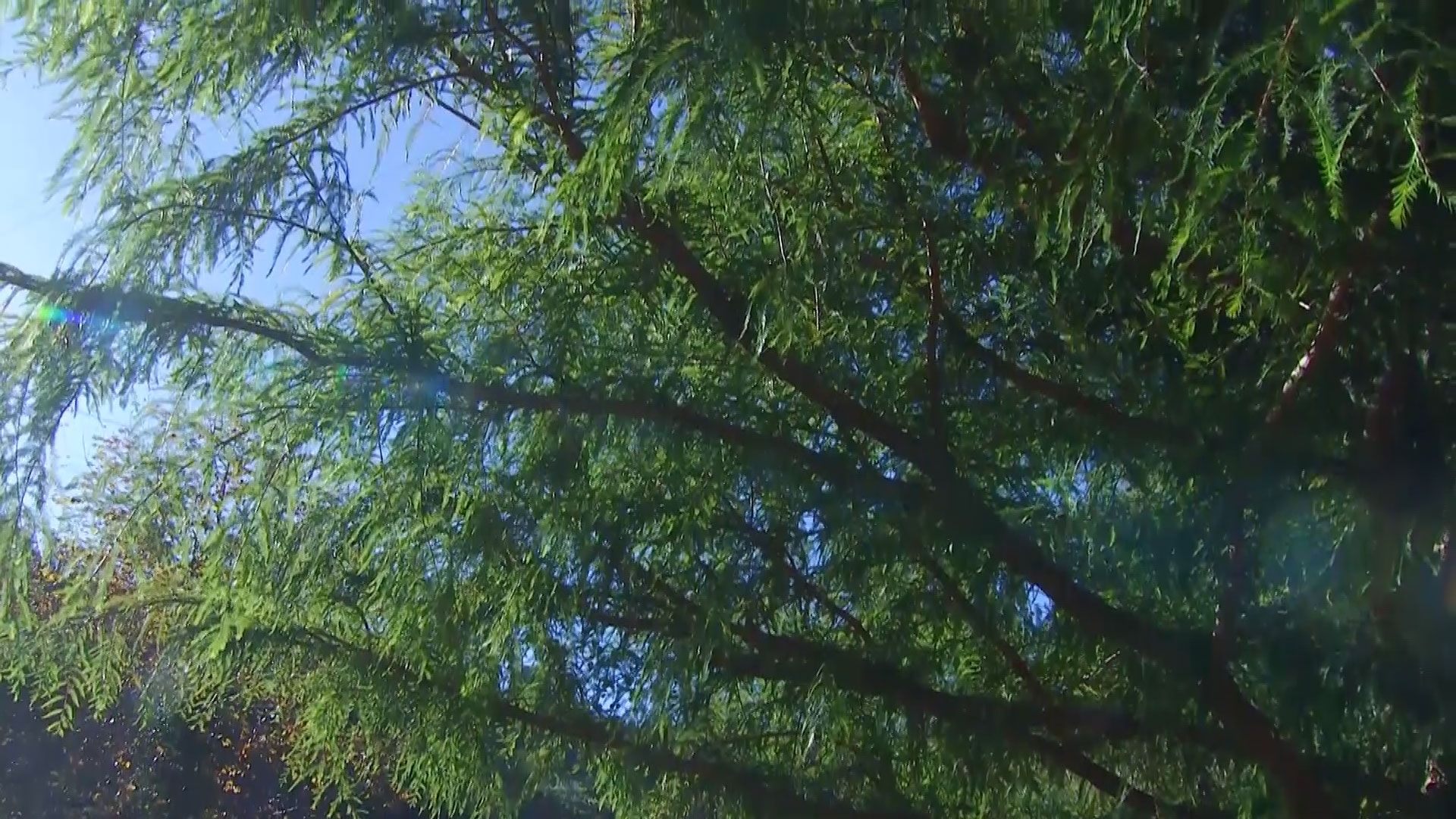 deco 675 taxodium mucronatum cuidados