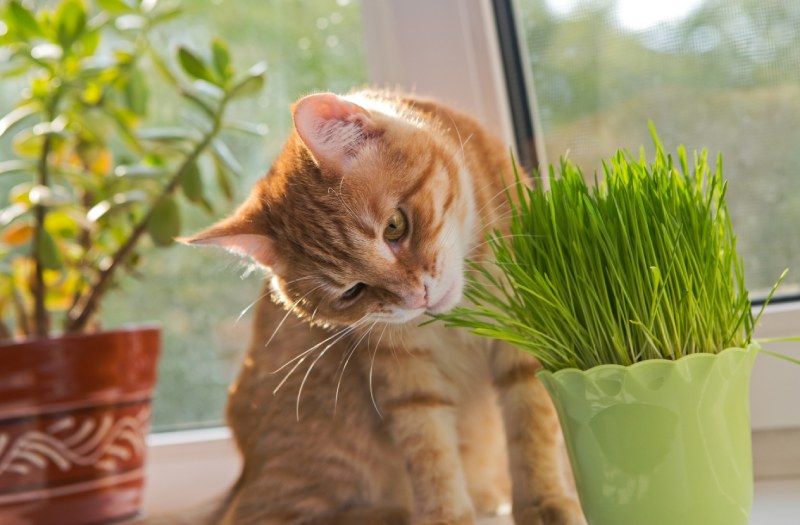 Hierba para gatos.