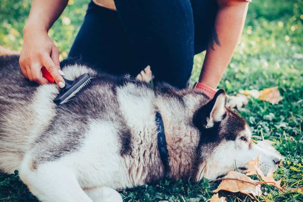 Los pelos quedan disponibles en el ambiente y son recogidos por las aves.
