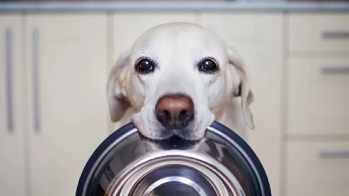 comederos para perros 3