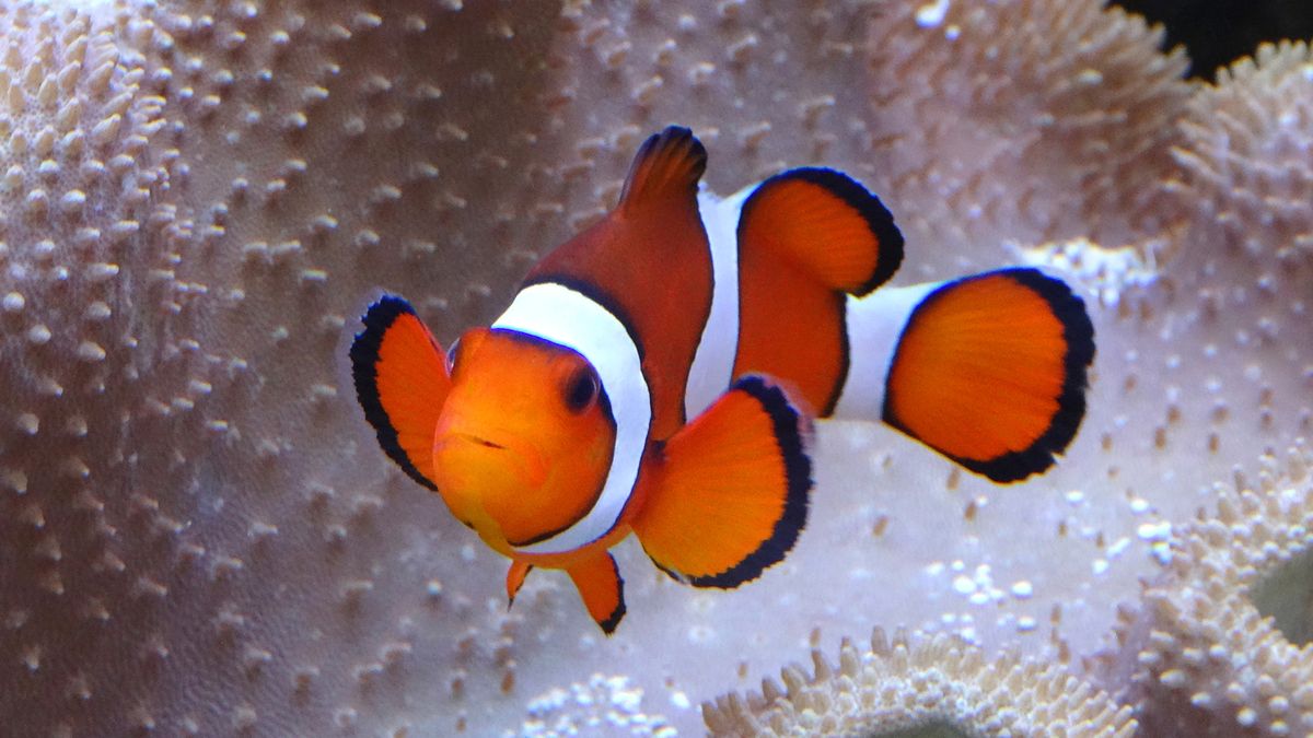 peza payaso alimentacion