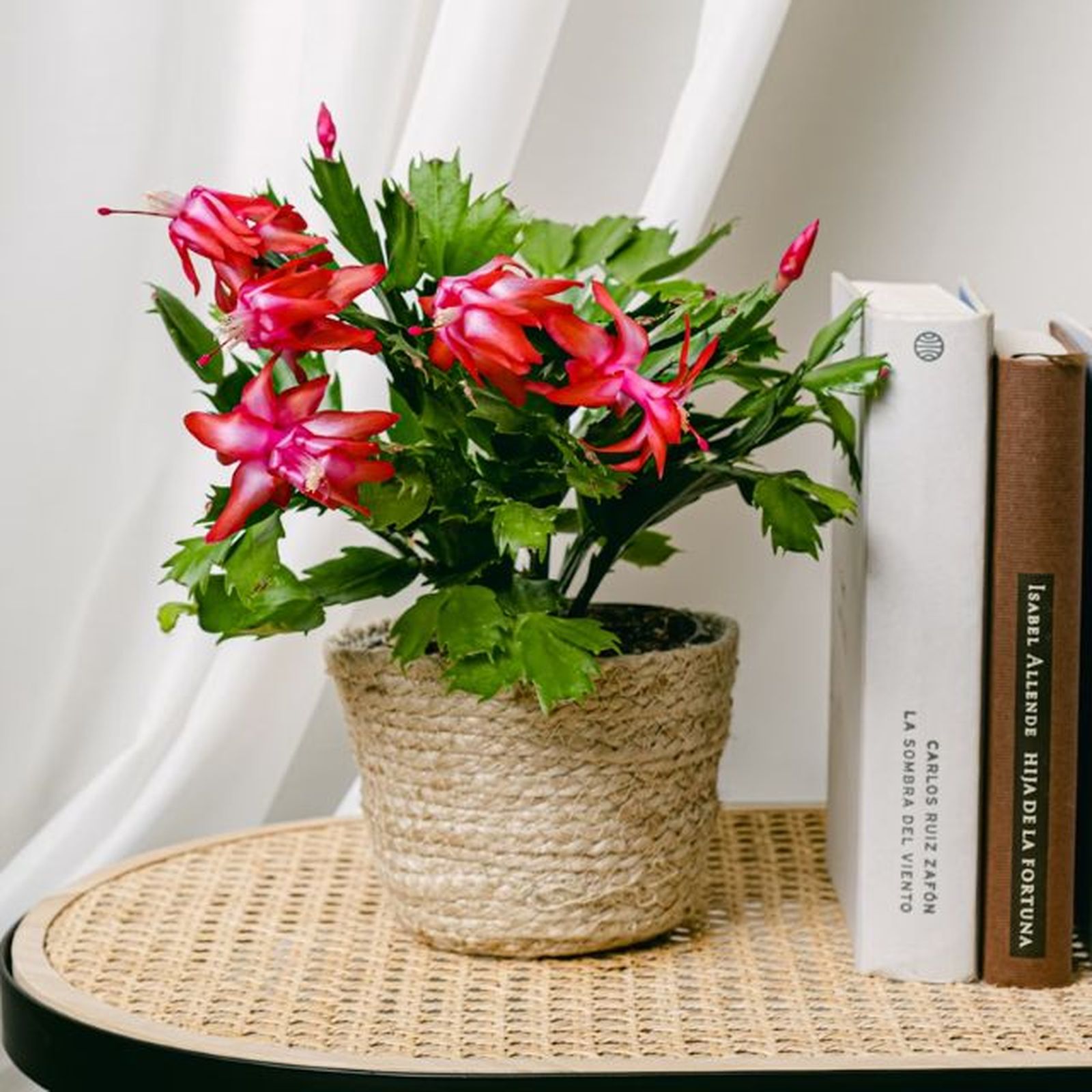 Cactus Schlumbergera