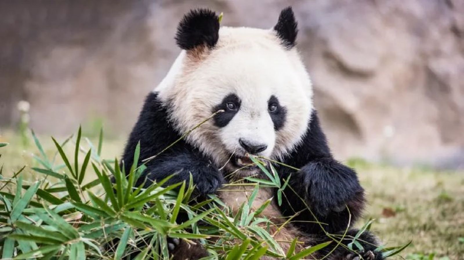 curiosidades del oso panda 3
