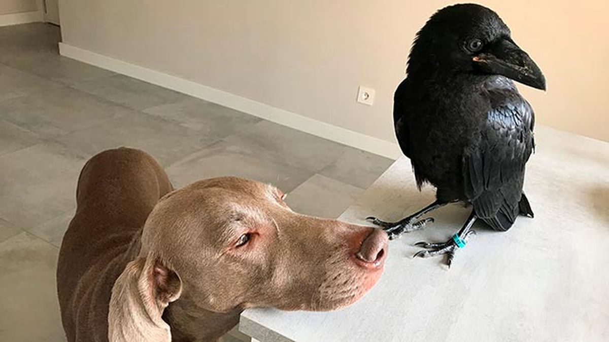 vanta cuervo mascota 4