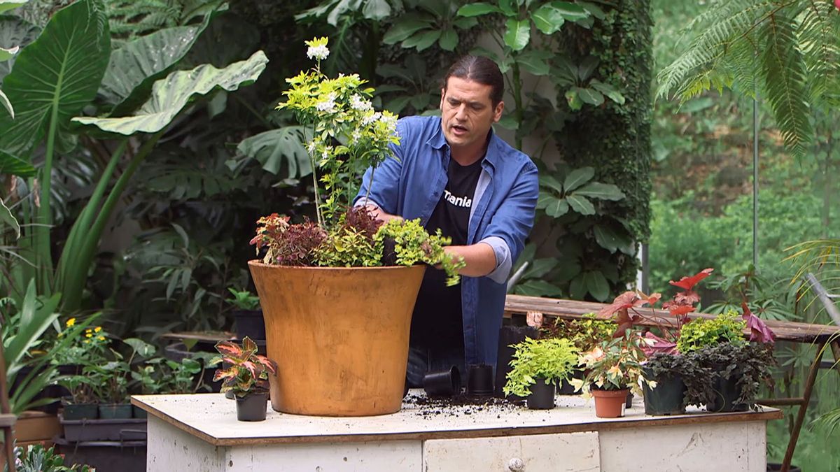 brico 957 3 variedades coleos composicion paso 3