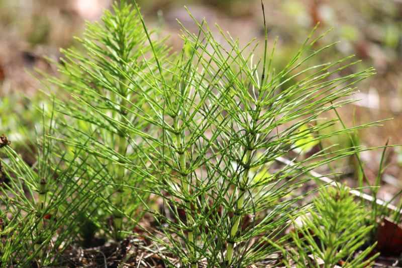 Equisetum arvense.