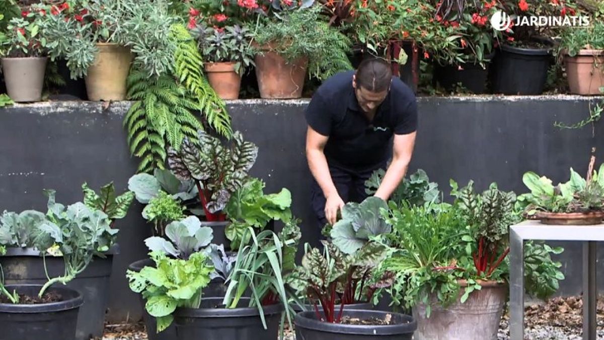 Huerto urbano en contenedores amplios