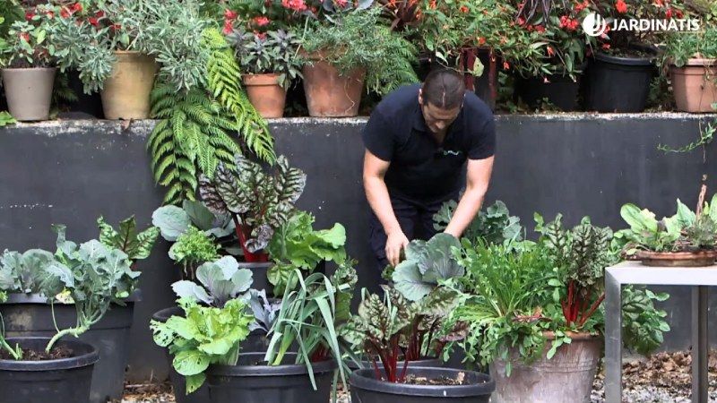 Huerto urbano en contenedores amplios