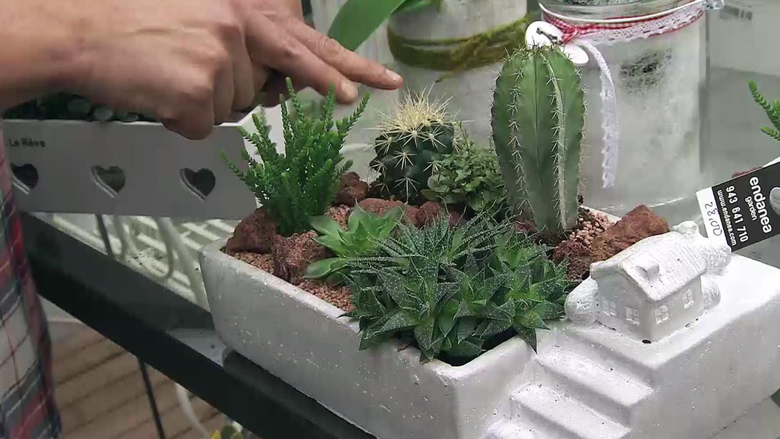 deco 565 plantas en miniatura composicion suculentas