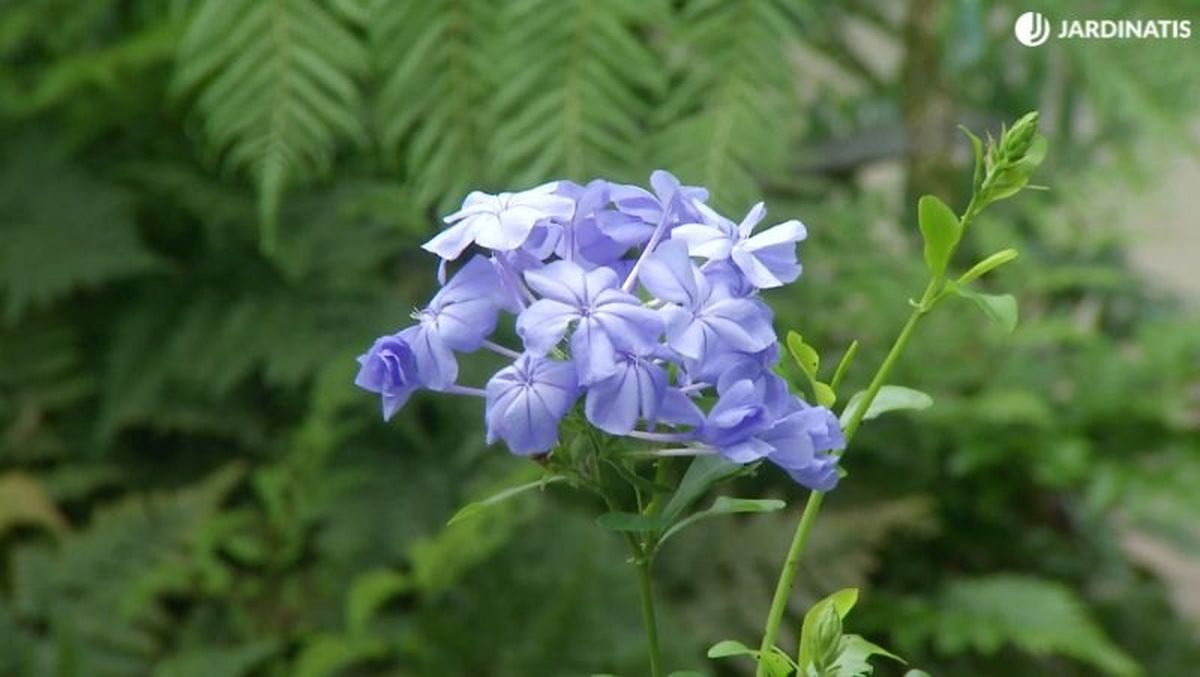 Flor azul características del Plumbago capensis.