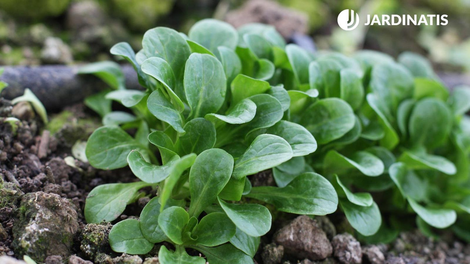 cultivar canonigos en maceta