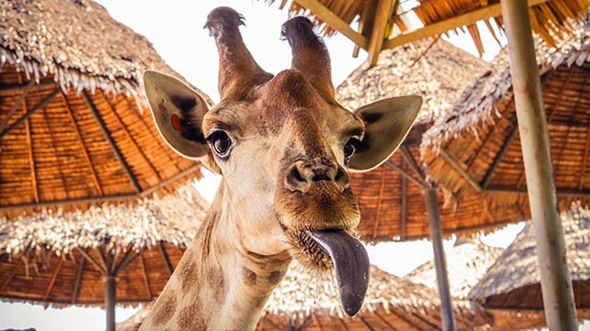 animales felices 13 jirafa