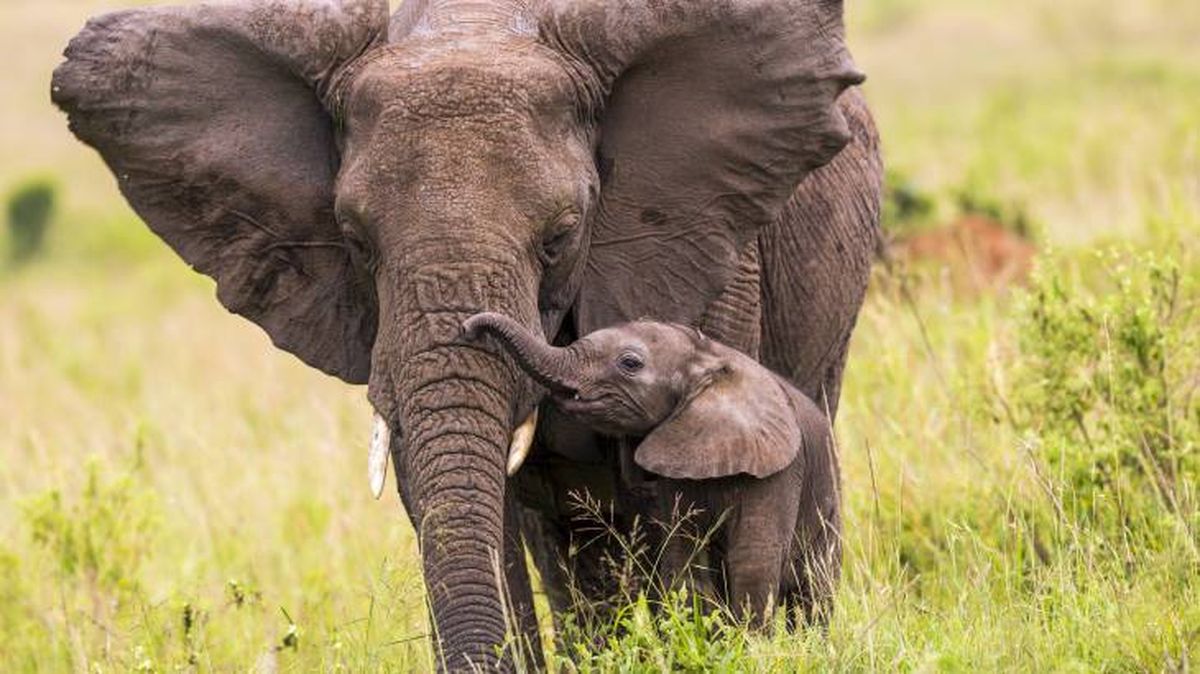 animal inteligente elefante