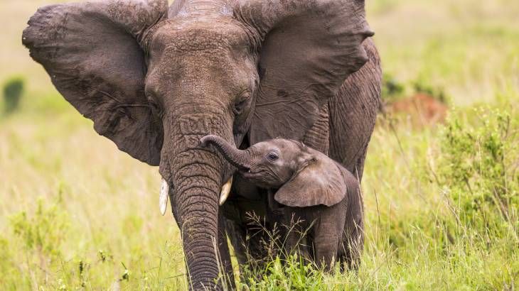 animal inteligente elefante