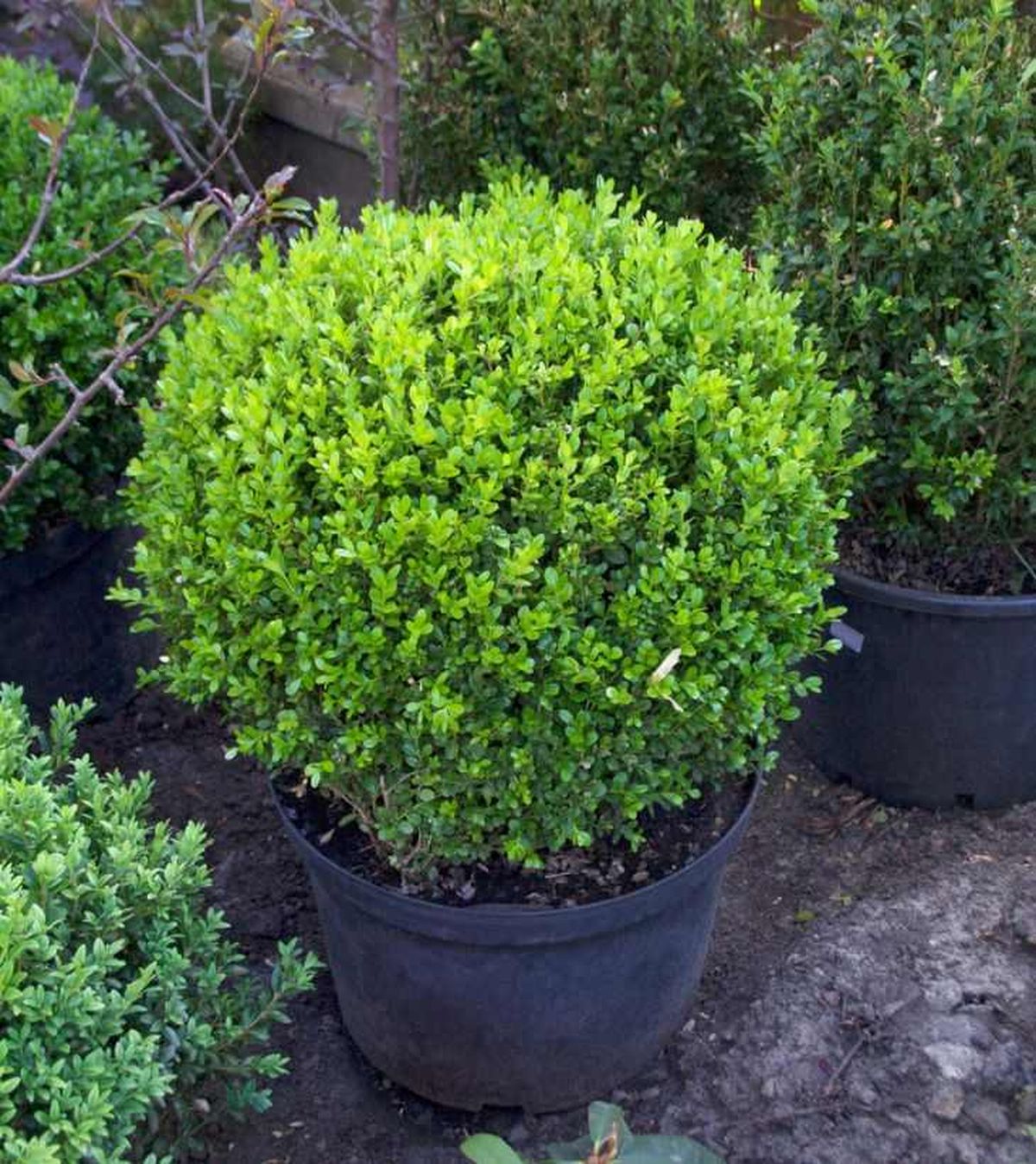 Buxus sempervirens