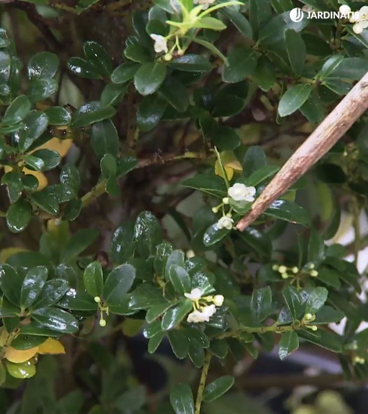 Ilex crenata especie dioica