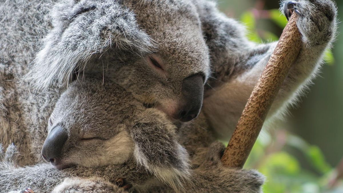 mejores abrazos mundo animal 2