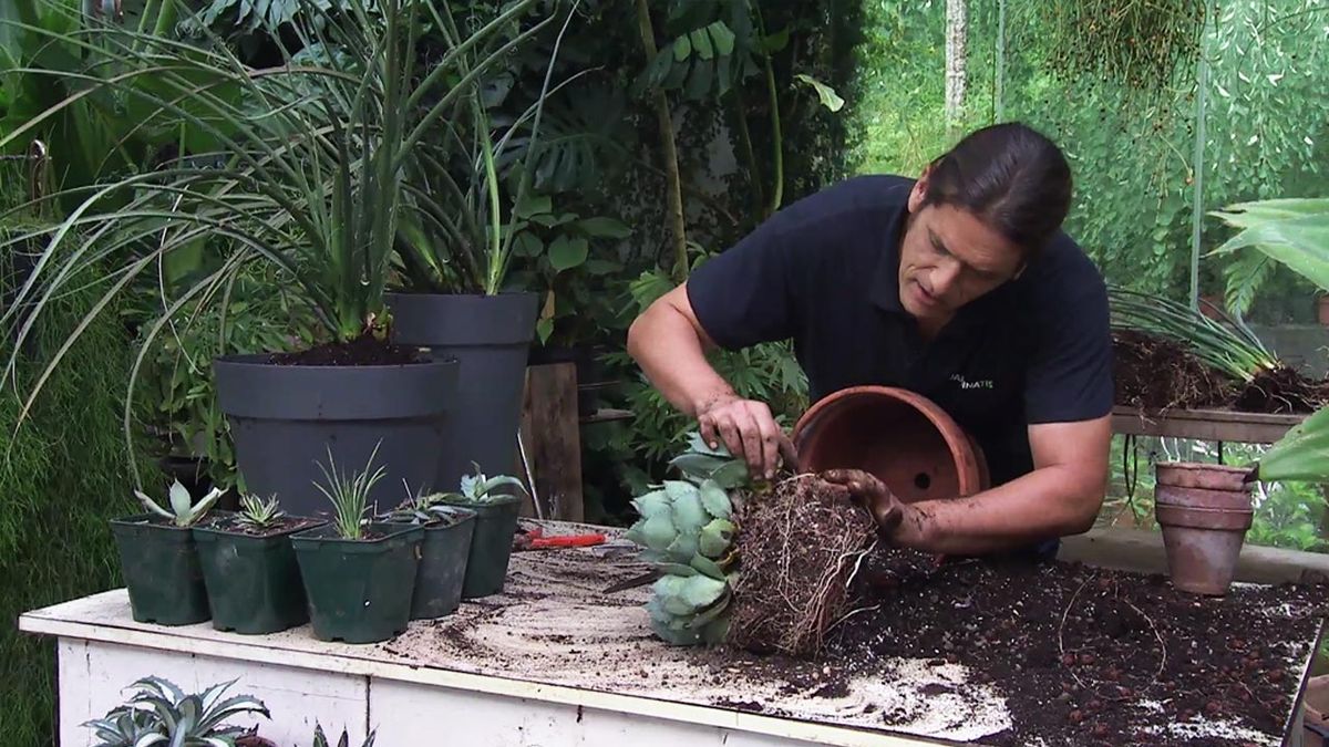 deco 780 jardin multiplicar agave enano