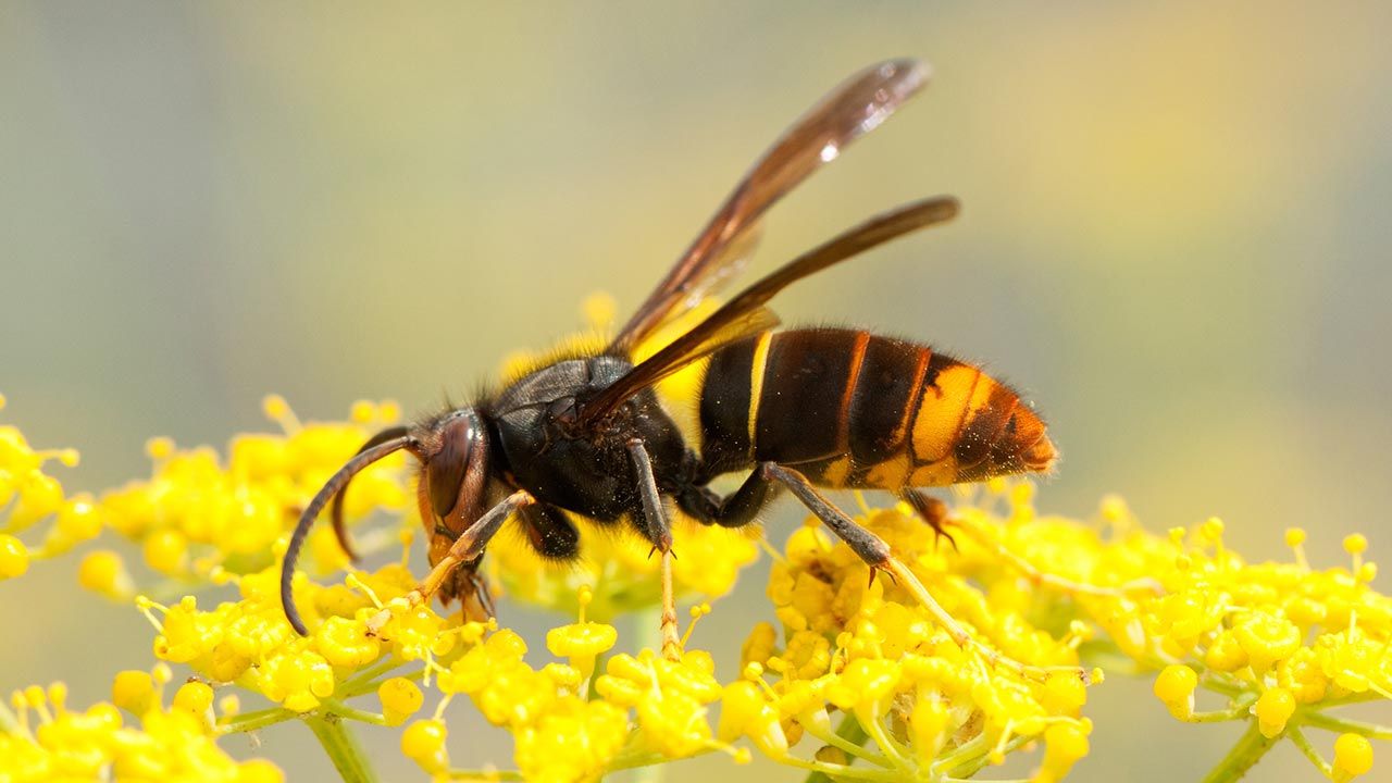 avispa asiatica 3