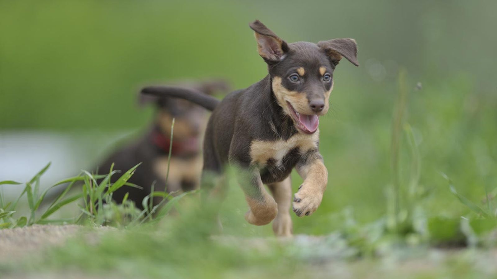 kelpie australiano 1