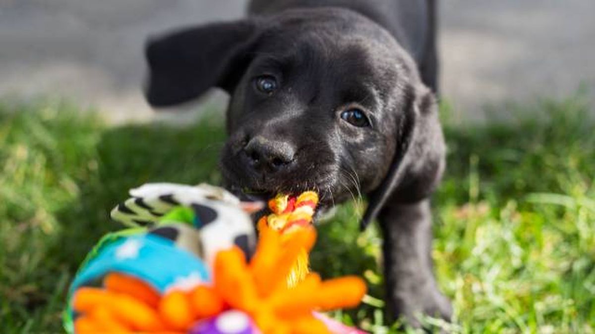 como elegir el mejor nombre para un perro negro