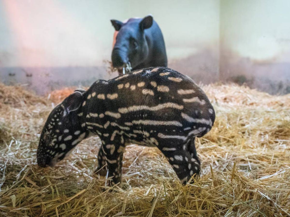 El tapir malayo En la actualidad se encuentra en peligro de extinción.