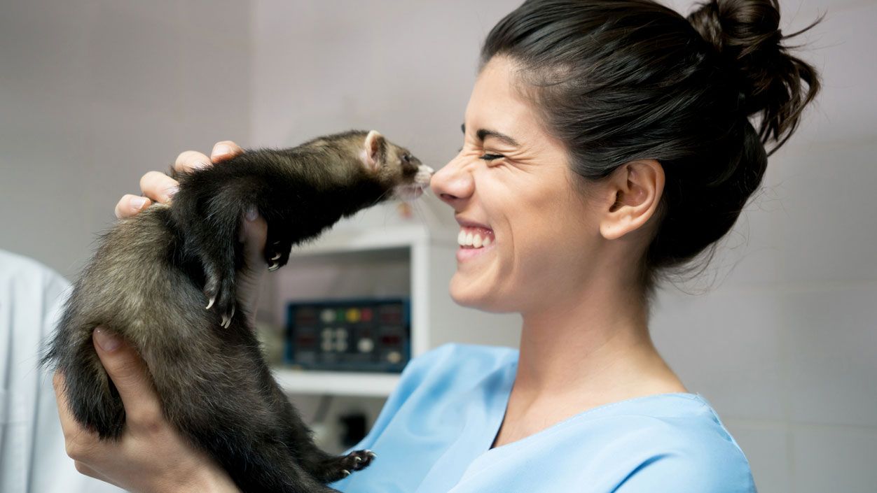 huron veterinario