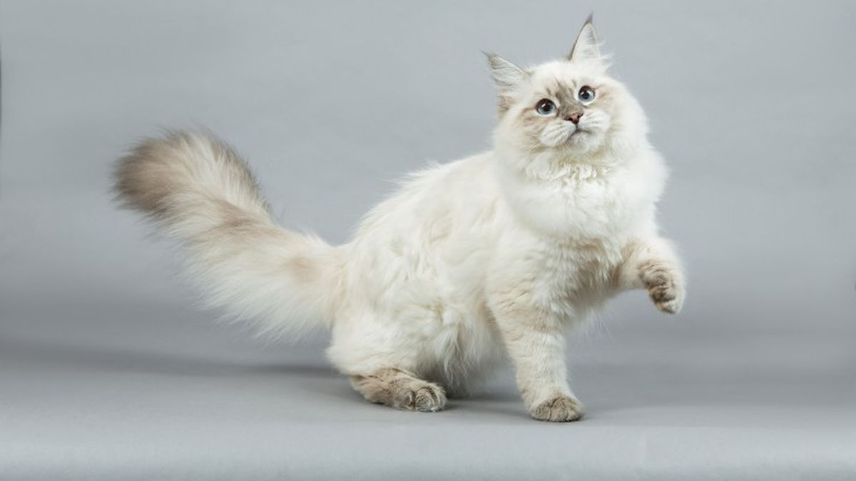 razas de gatos blancos siberiano