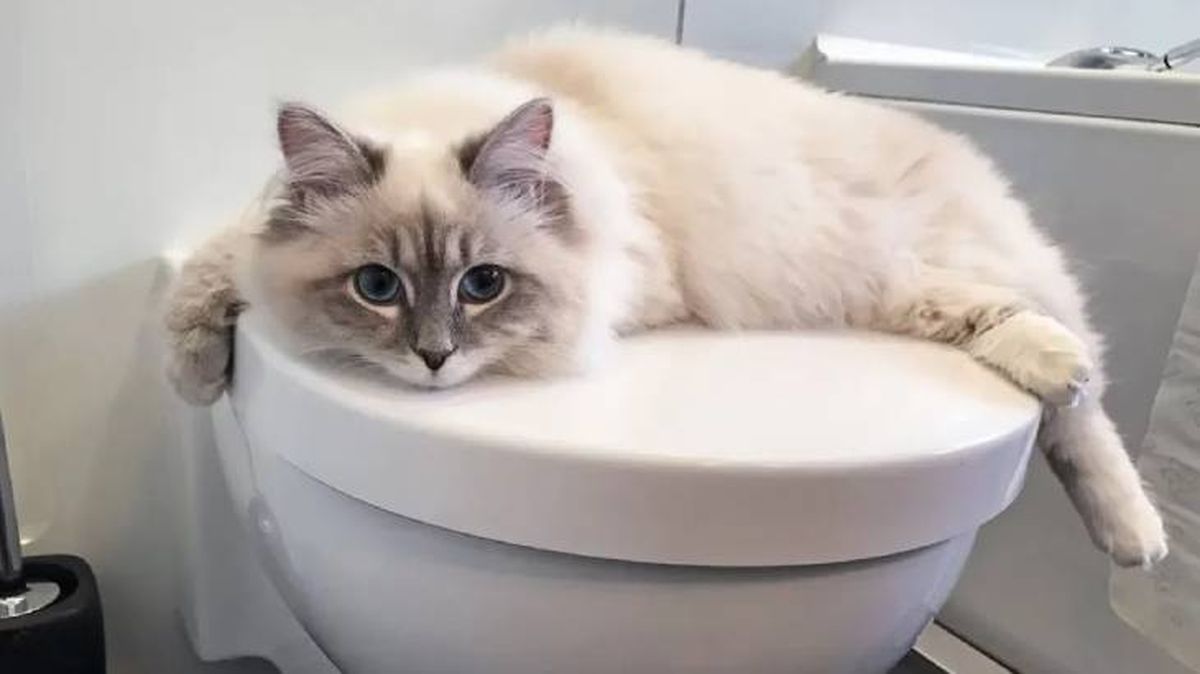 por que mi gato me acompana al bano 2 (1)