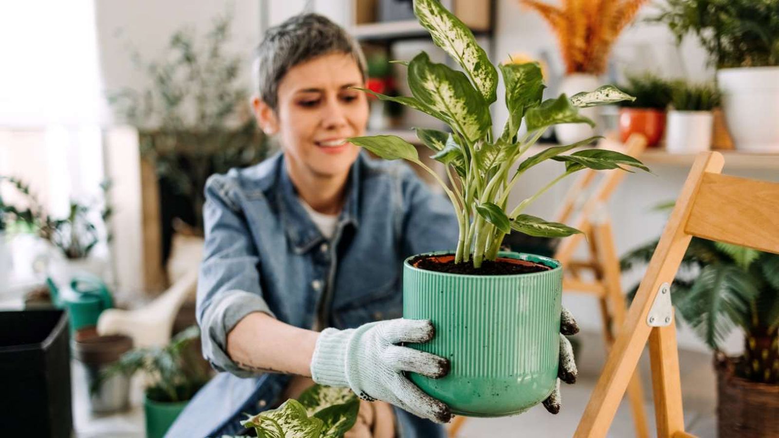 maceteros mas bonitos plantas de interior en otono