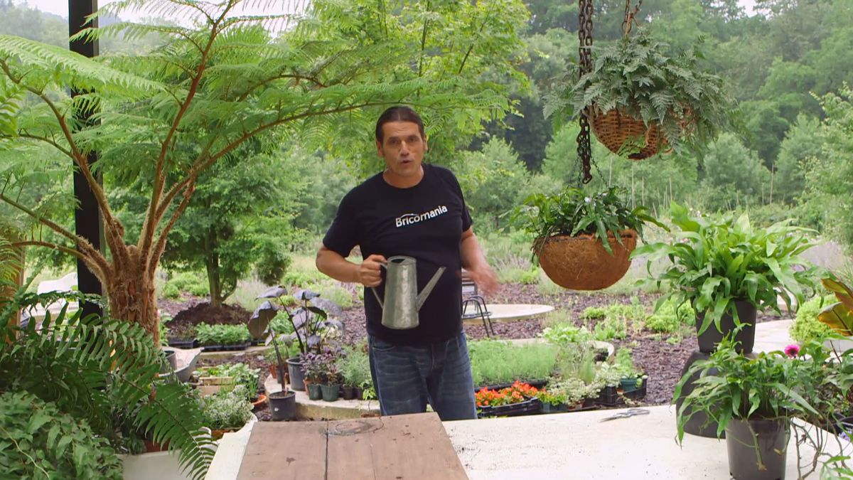 Bricomania 919 3 plantacion helechos colgantes variedades