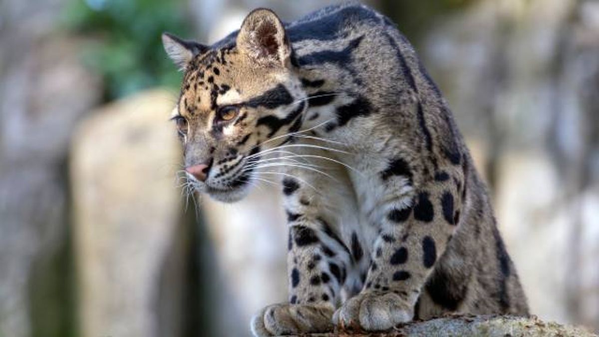 leopardo nublado pantera nebulosa felino salvaje caracteristicas