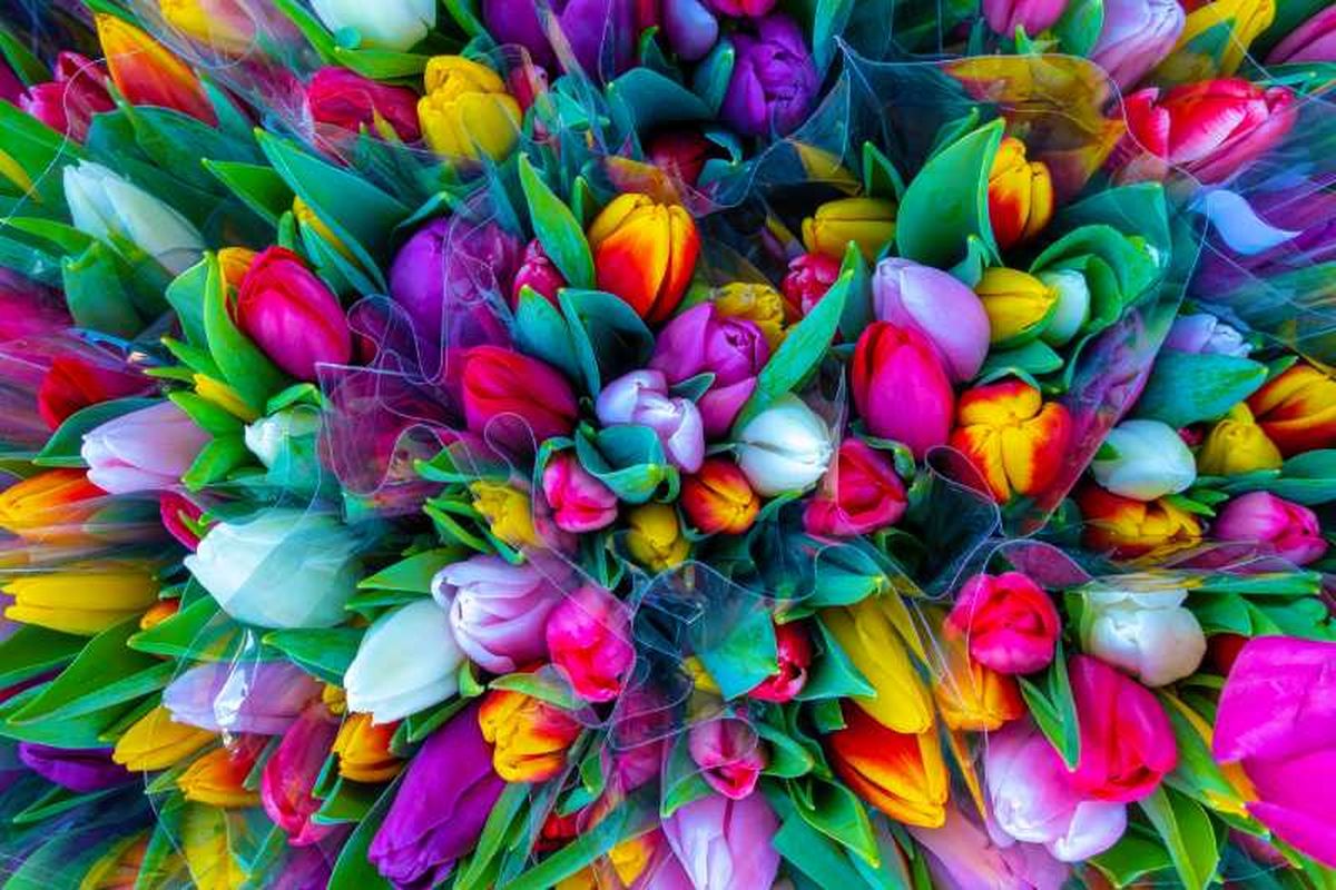 Los tulipanes de colores son una opción clásica en primavera y verano