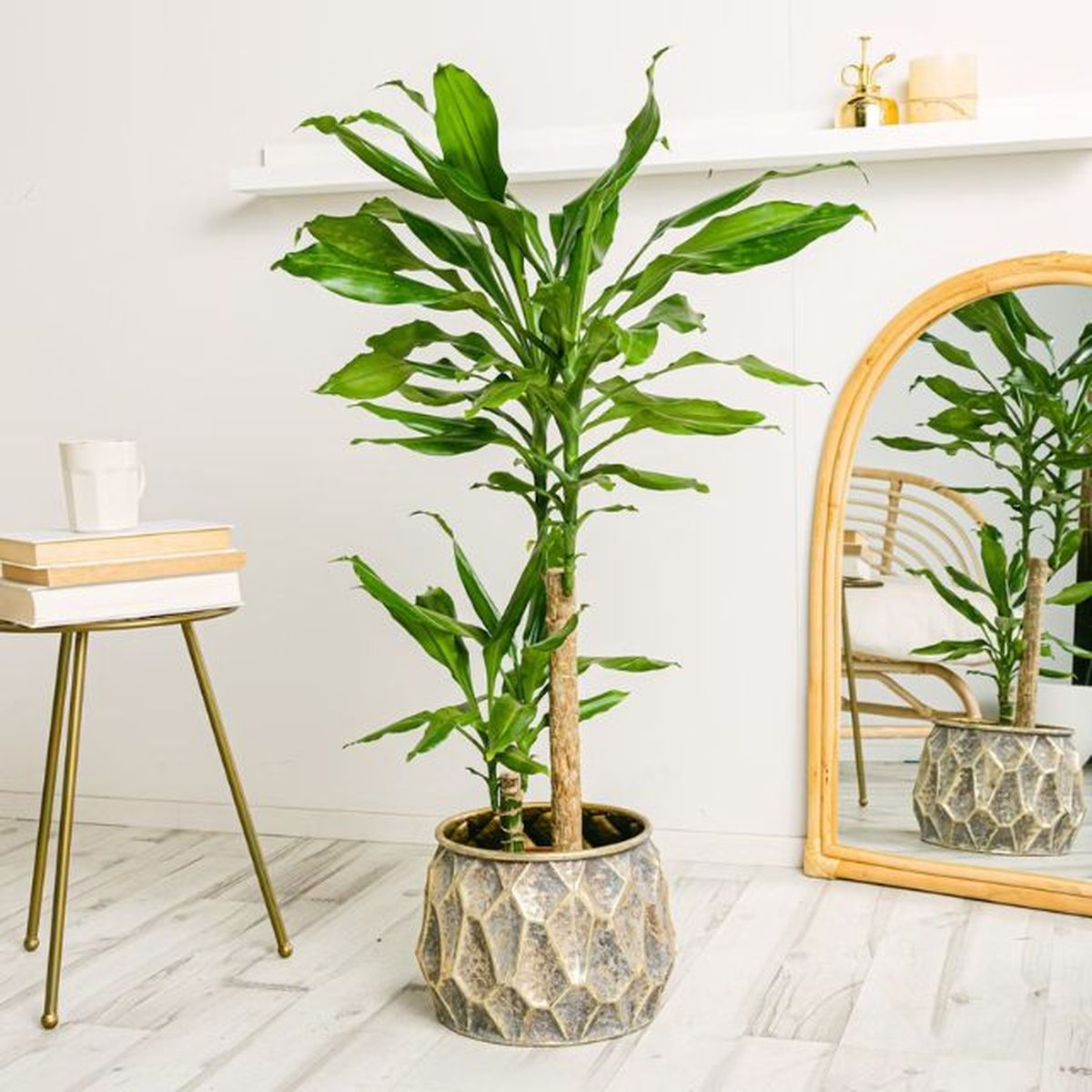 tronco de brasil be green