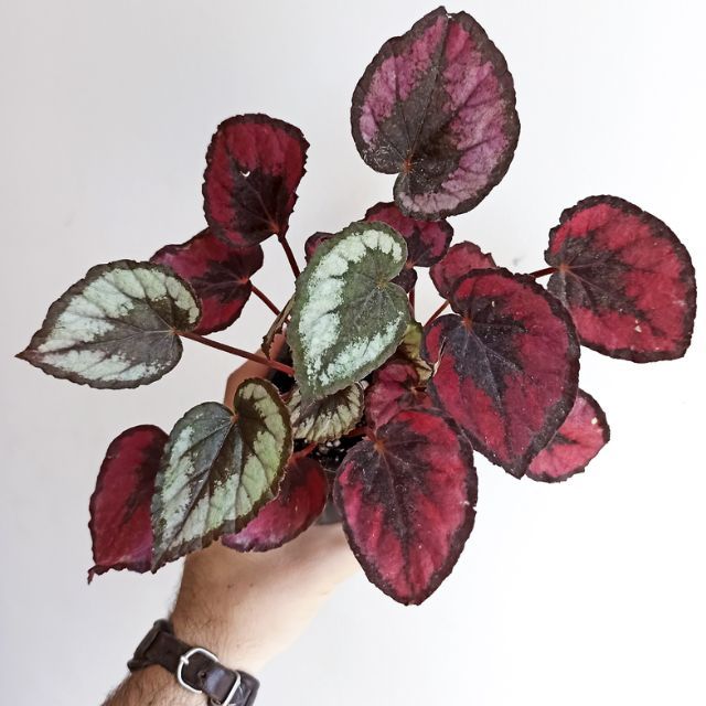 Begonia red kiss begonias y mas