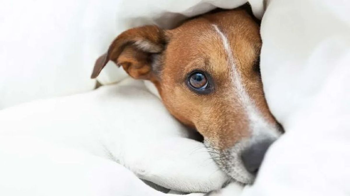 epilepsia en perros 4