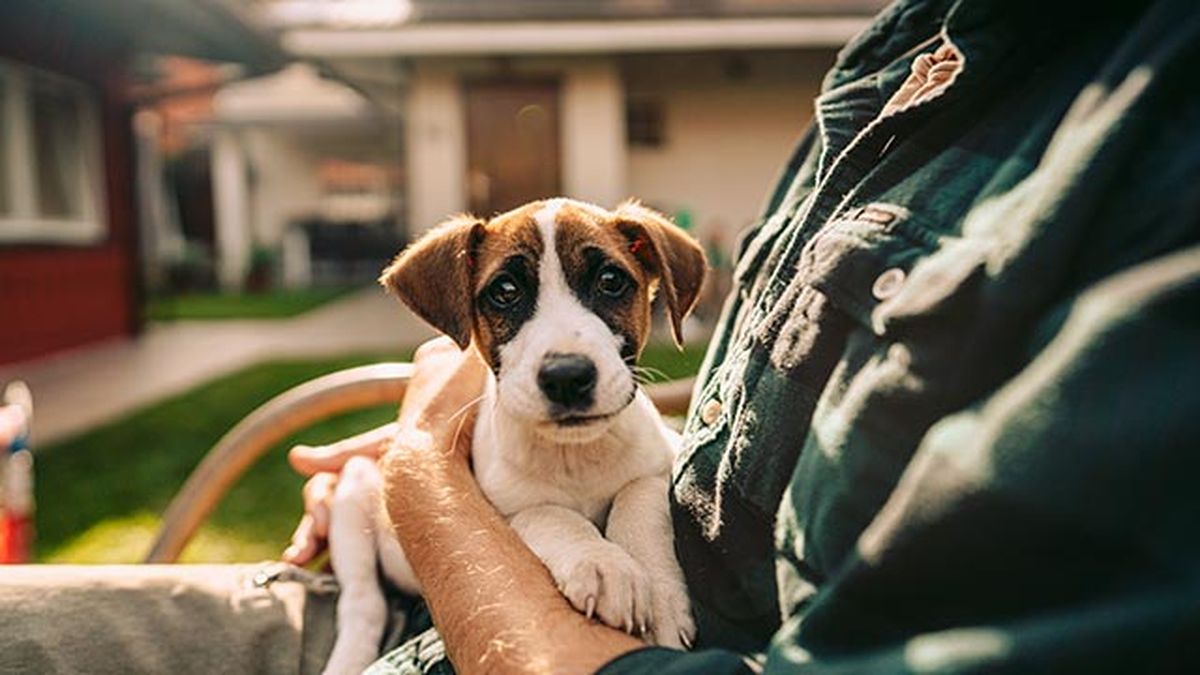 educacion canina positivo cachorros 1