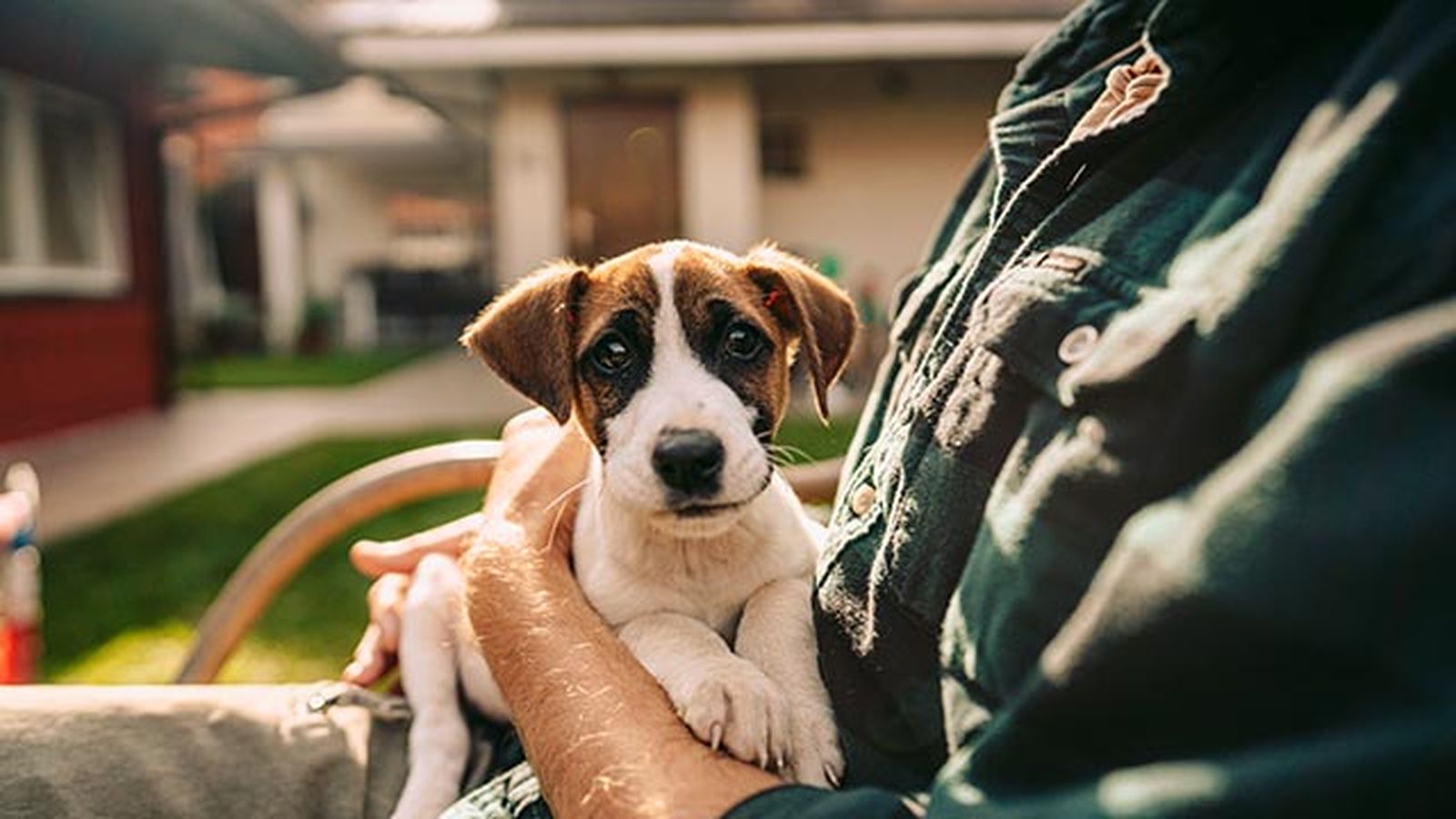 educacion canina positivo cachorros 1