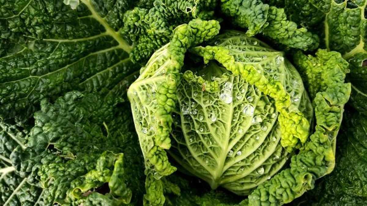 repollo diario dun neno labrego