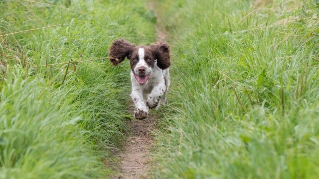 cocker spaniel 13