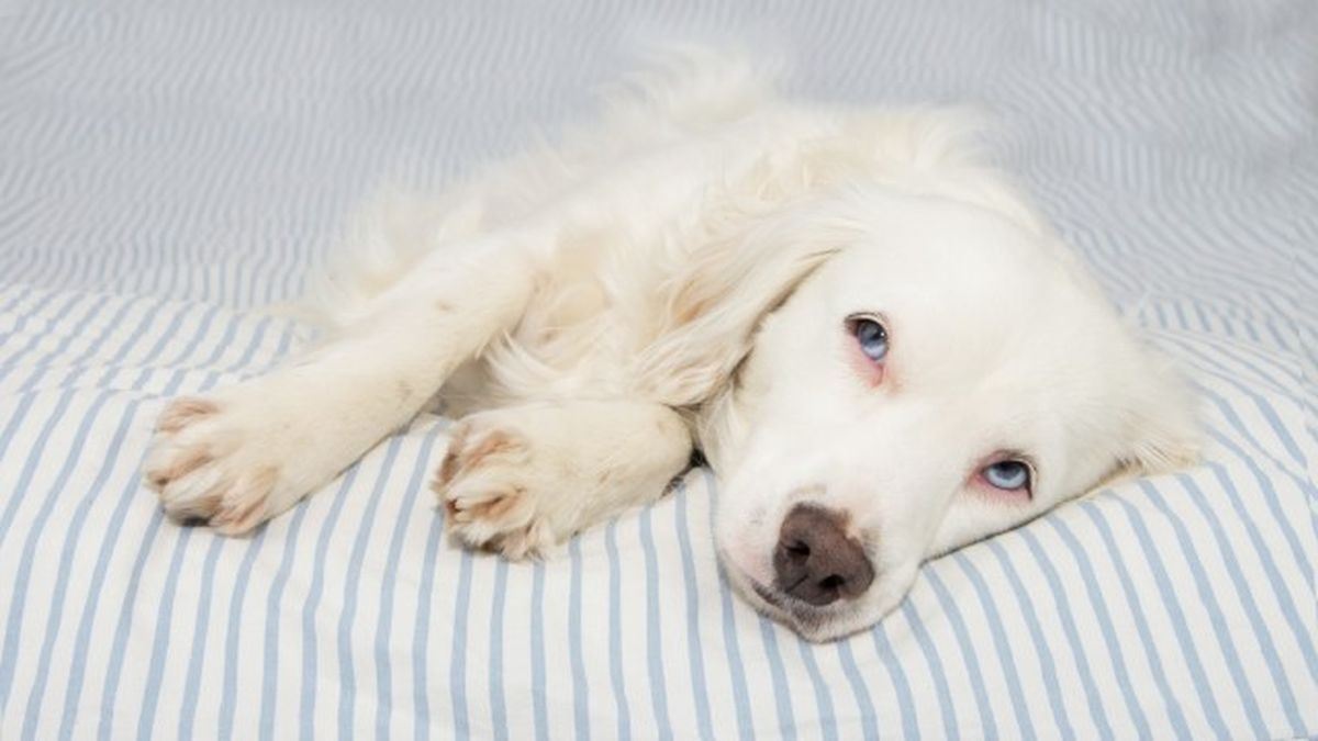 como saber si mi perro tiene fiebre 8