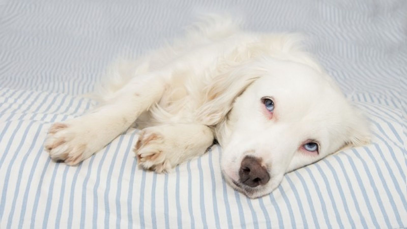 como saber si mi perro tiene fiebre 8