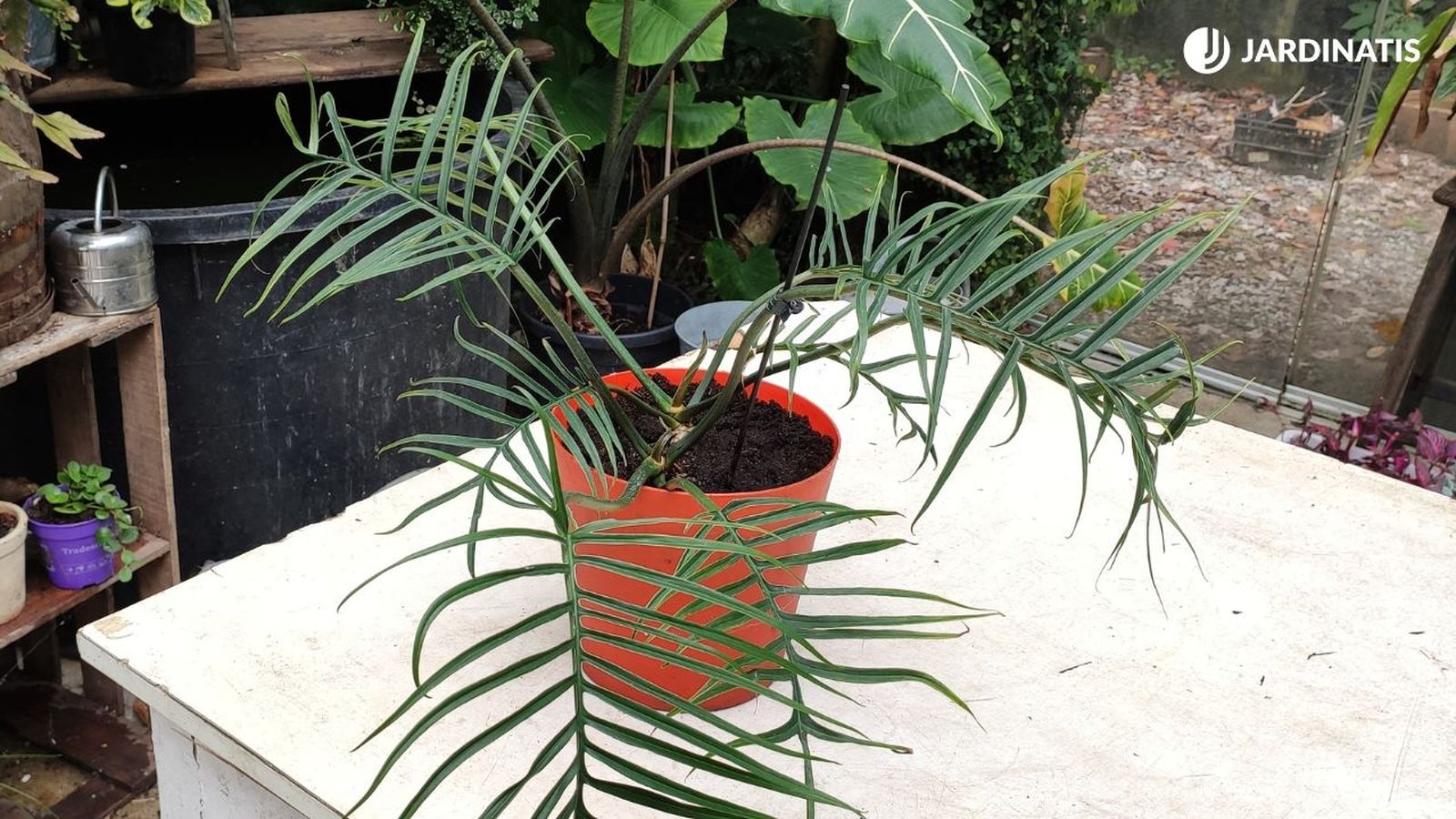 cuidados del philodendron tortum jardinatis 23 41 xl