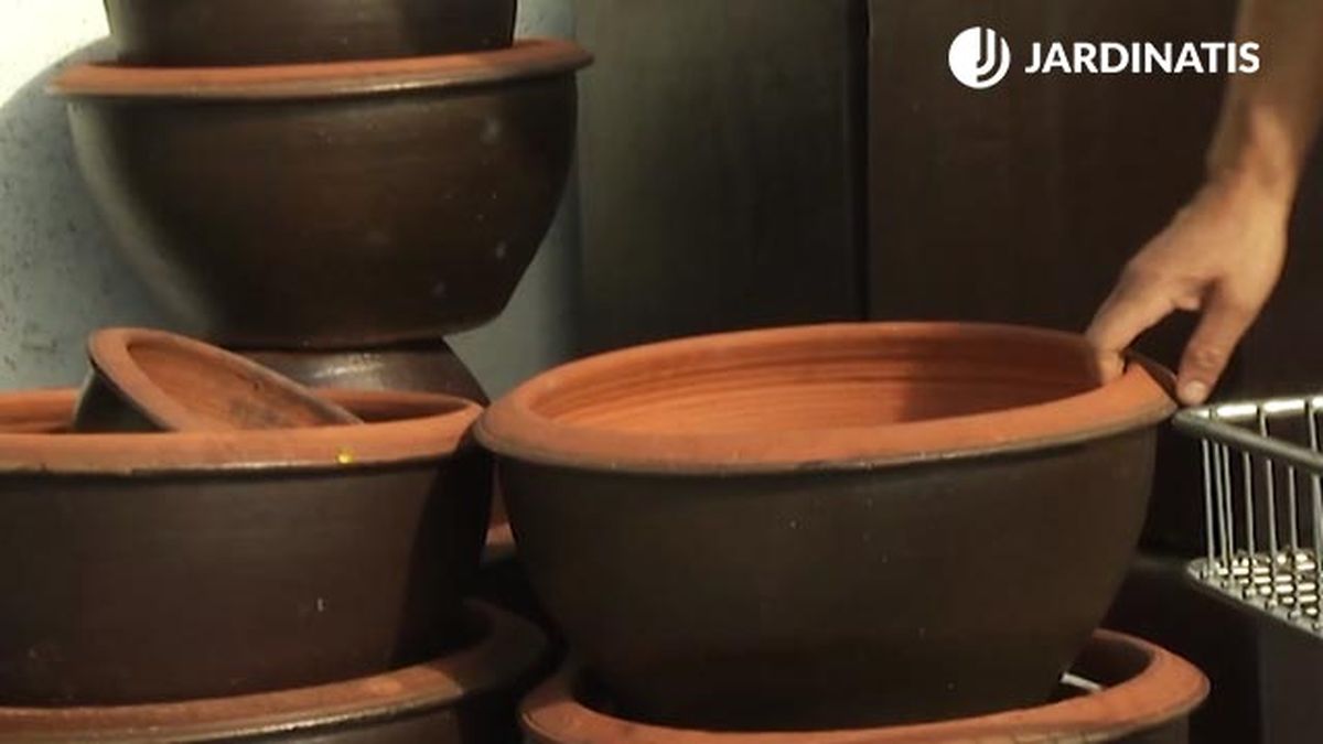 que maceta escoger para la pata de elefante o beaucarnea deco 405