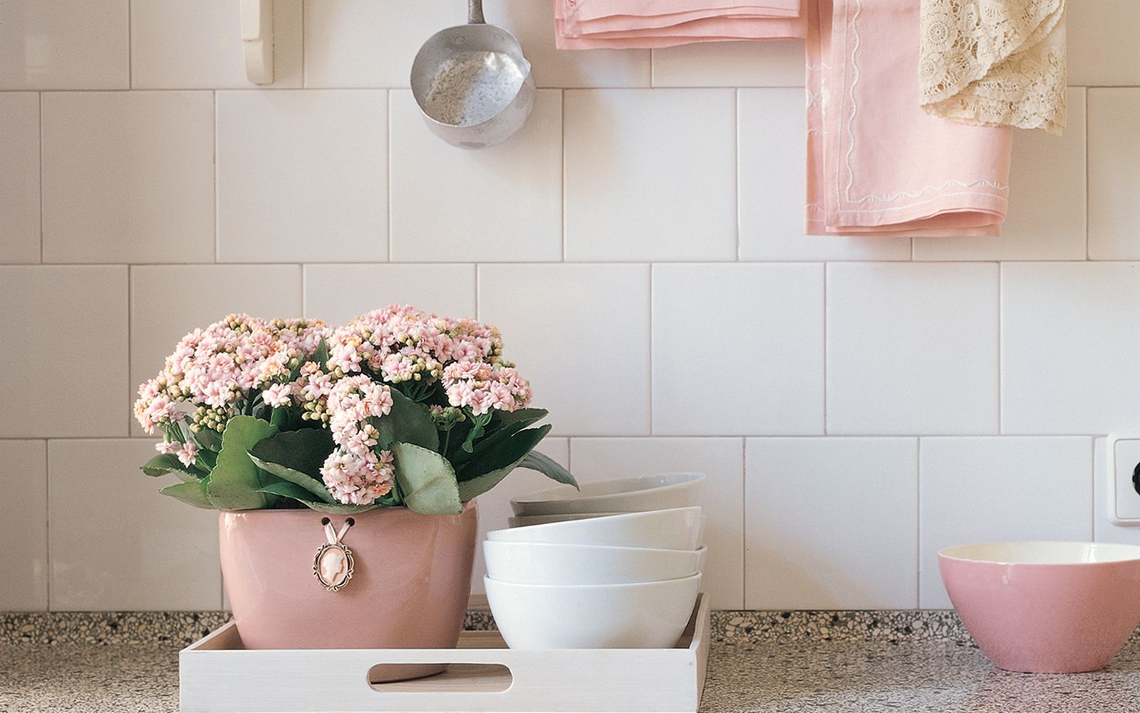 Plantas para colocar en la cocina   Kalanchoe